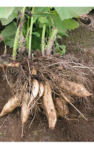 Batata Yacon Safra Nova 3 Kg Livre De Agrotóxicos Oferta!