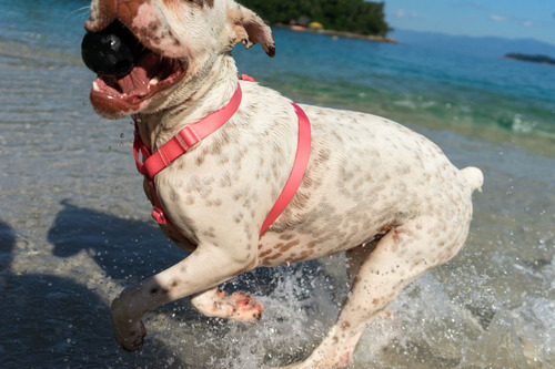 Juguete Para Perros Cannon Ball Pelota Rellenable Zee.dog