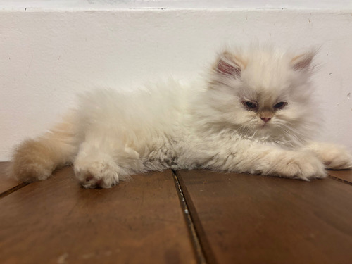Gatito Persa 2 Meses Una Semana De Nacidos Vacunados Dm Blanco Sólido E Hinalayo