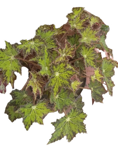 Begonia Tigris Crespa Aterciopelada 