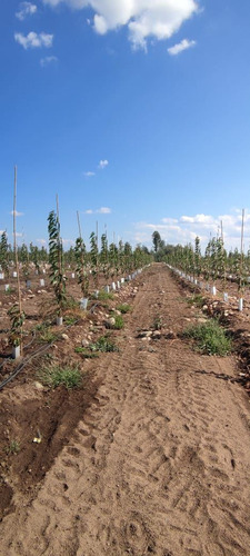 Campo Frutícola En Venta En Linares