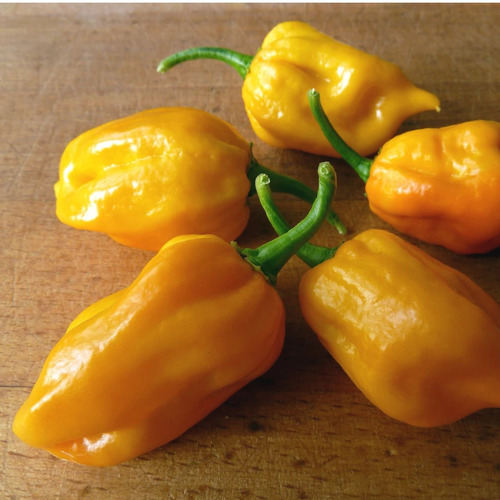 20 Sementesde Habanero Amarelo Pimenta Pepper Chili Ardida!!