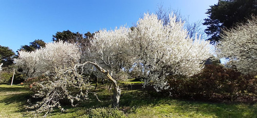 Fraccion De 8.1000 M² Parquizada Y Forestada