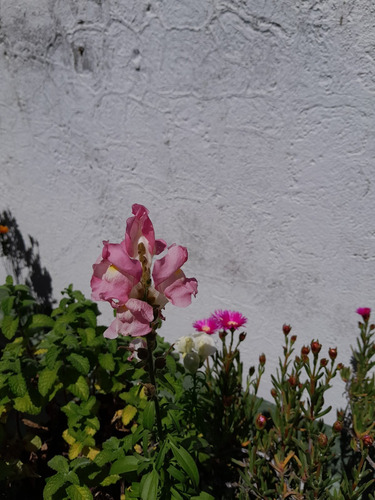 Mix De Semillas De Huerto Y Flores Diversas A Elección.