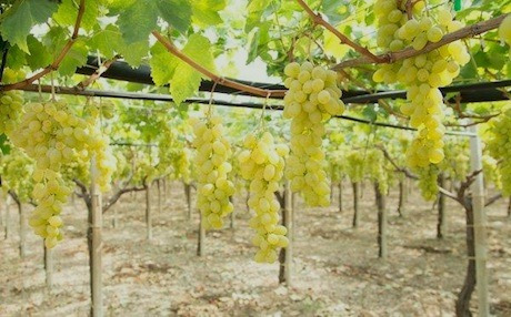 Cepas Uva De Mesa Italia (moscatel Italiano)