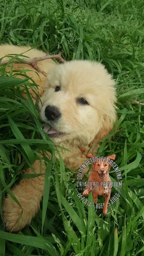Cachorros Y Cachorras Golden Retriever Pureza A La Vistaa