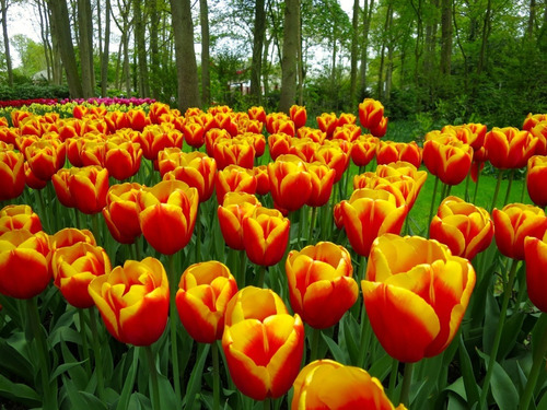 100 Sementes De Tulipas De Fogo