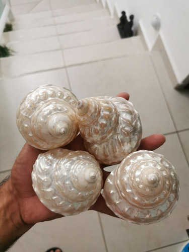 Caracol Nacarado