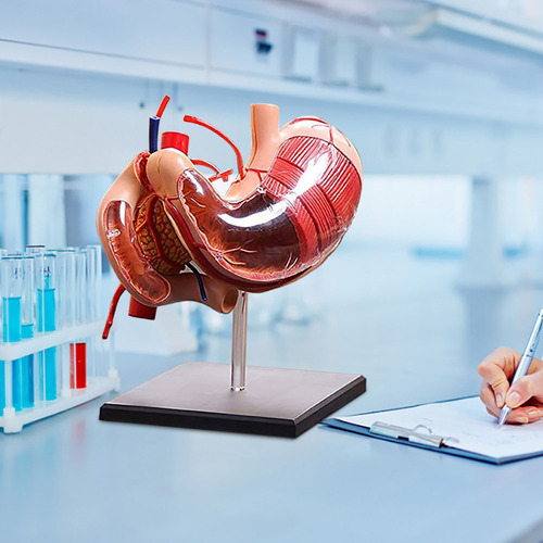 O Modelo Anatómico Del Estómago Modelo De Anatomía Humana 30