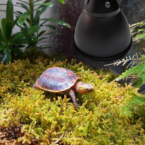 Lámpara De Cúpula Para Reptiles Lámpara De Calor Para Reptil
