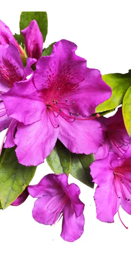 Azalea Fucsia !!! Una Floración Que Enamora!!!