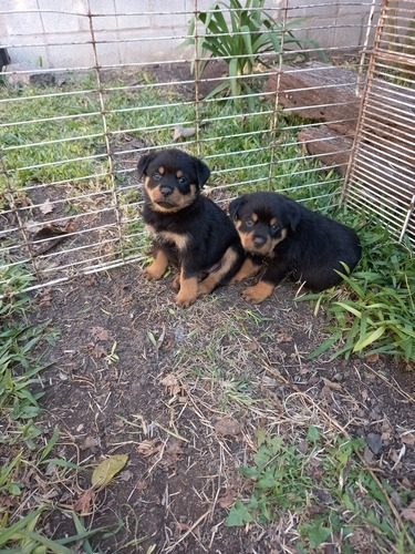 Rottweiler Cachorros Hermosos R