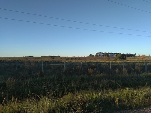 Campo Virgen En San Jacinto Ruta 7 Km 46 U$s40000 V155