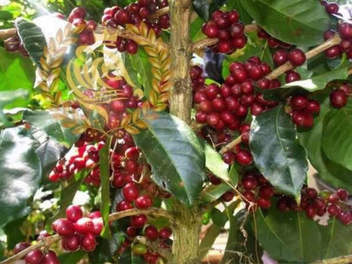 Café Kopi Luwak Orgánico 100% Puro 100g