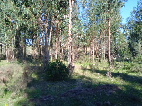 Campo De 43 Hectáreas En Las Cañas