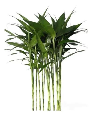 Bambu Da Sorte - Plantas Naturais + Manual + Brinde 8 Hastes - 35/40cm