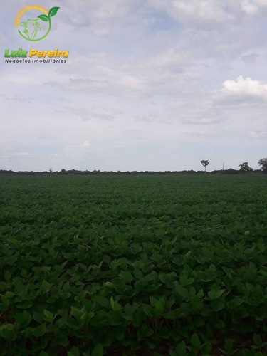 Imagem 10 de 13 de Fazenda À Venda Em Peixe - To - De 185 Alqueirões (dupla Aptidão) - 1727