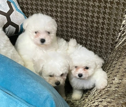 Imagen 3 de 3 de French Poodle Mini 130 Cada Cachorro