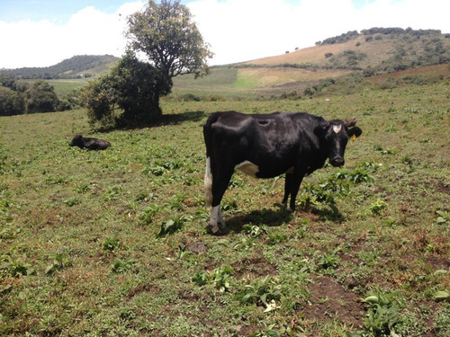 Imagen 25 de 25 de Finca 82.000 Mtrs2 Guasca V. Pastor Ospina.