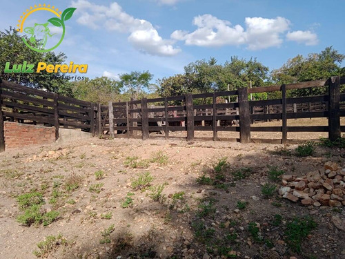 Imagem 10 de 15 de Fazenda À Venda Em São Valério - To - De 223 Alqueirões (pecuária) - 1821