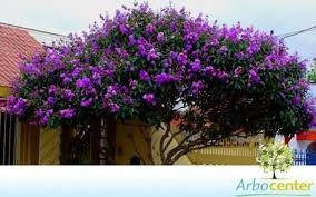 Quaresmeira Roxa 2500 Sementes P Mudas Tibouchina Flores