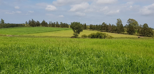 Hermoso Campo De Olivos 43 Hectáreas En Lavalleja