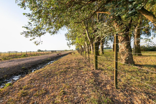 Imagen 29 de 30 de Oportunidad De Chacra Más Campo -18ha - En Virrey Del Pino