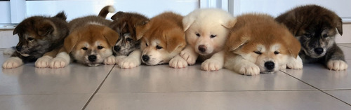 Filhote Akita Inu Legítimo- Branco - Linhagem Importada