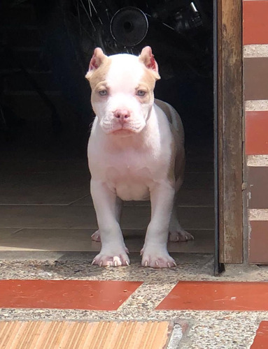 Cachorros American Bully Perro Disponibles