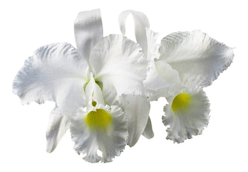 Orquídea Cattleya Trianae Alba Muda | MercadoLivre