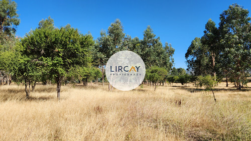 En Venta Terreno De 7 Hectáreas, Talca, Panguilemu.