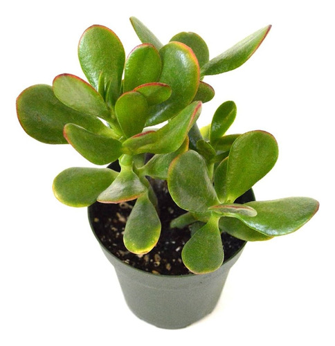 Arbol De Jade - Crassula Ovata En Latita