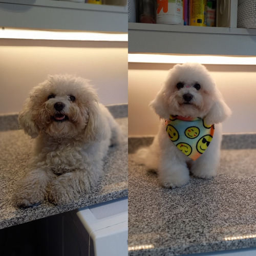 Imagen 8 de 9 de Peluqueria Canina A Domicilio Countrys (zona Norte)