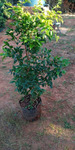 Muda De Jabuticaba Hibrida 1,00 Mt