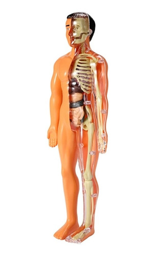 Modelo De Anatomía Del Cuerpo Humano En 3d Para Niños, De Pl