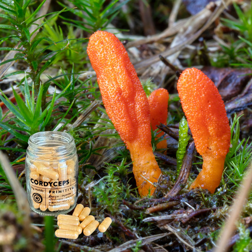 Adaptogenos Variedad 60 Capsulas Sin Sabor Cordyceps