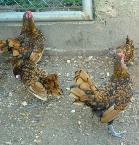 Gallo Pollo Sebright Dorado