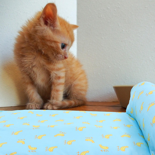 Alfombrilla Refrescante De Verano Para Mascotas, Para Gatos