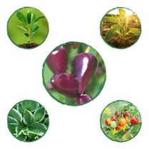 Comprar Kit De Fertilizantes Para La Siembra De Ají Habanero Morado
