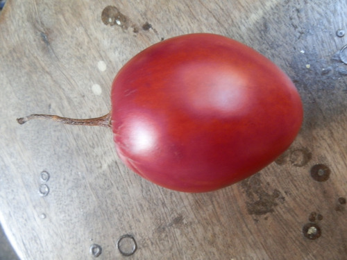 Tamarillo Gigante Tomate De Árvore Sementes Fruta Para Mudas