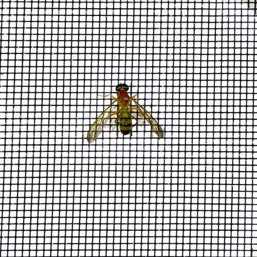 Micro Tela Mosquiteira Fibra De Vidro 1,30m X 10,0 M Comp.