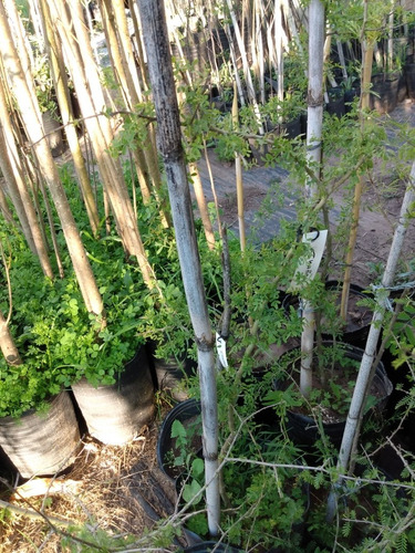 Chañar - Arbol Nativo - Geoffroea Decorticans