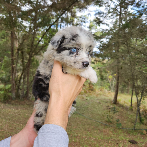 Border Collie Macho Blue Merle Ojos Azules ¡hermoso!