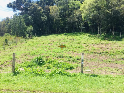 Imagem 2 de 3 de Terreno Em Canela - 774