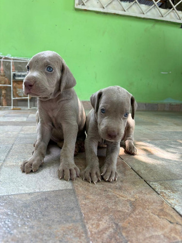 Perros Weimaraner Hembra Cachorros Disponibles Pets Dogs