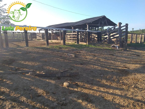Imagem 7 de 15 de Fazenda À Venda Em Pacajá - Pa - De 625 Alqueirões (dupla Aptidão) - 1830
