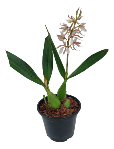 Orquídea Anacheilium Allemanoides Planta Adulta Perfumada