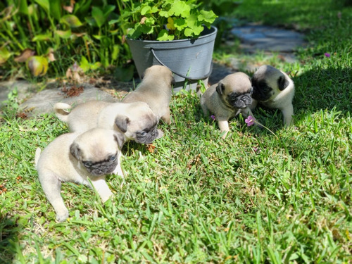 Buscan Familia Super Responsables. Hay Marchitos Y Hembras.