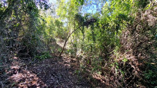 Parcela 1 Hectárea En Mafil