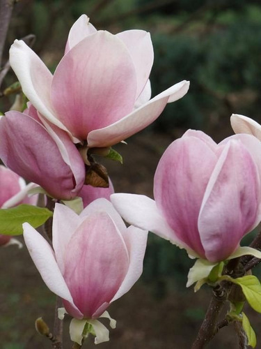 Magnolia Soulangeana De Hoja Caduca. Es Árbol No Semillas